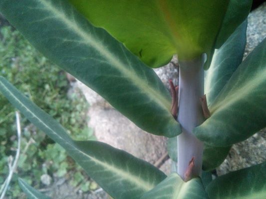 Euphorbe des jardins Vue d'ensemble