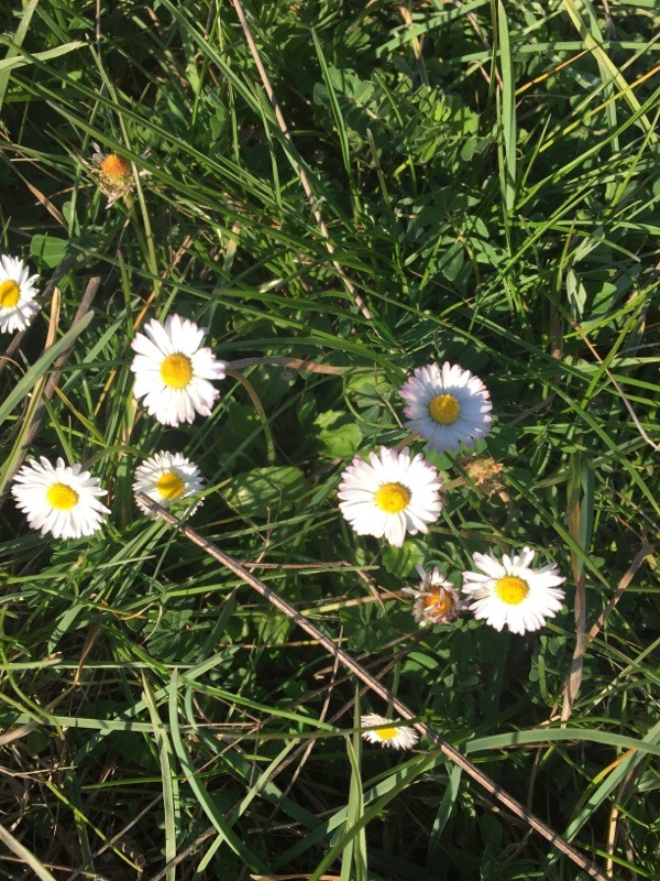 bellis perennis vue d'ensemble