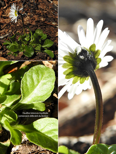 bellis perennis vue intermédiaire