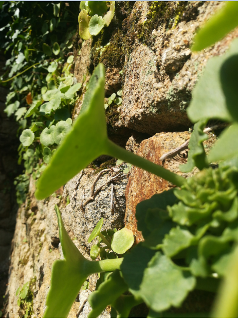Vue generale du Nombril de Venus qui se plait bien sur les murs en pierre