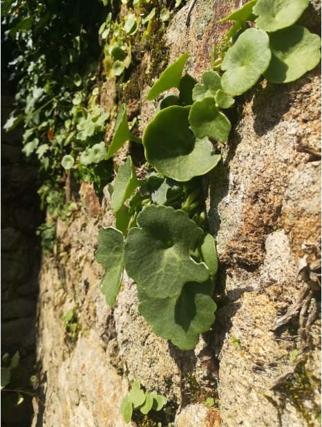Vue generale du Nombril de Venus qui se plait bien sur les murs en pierre