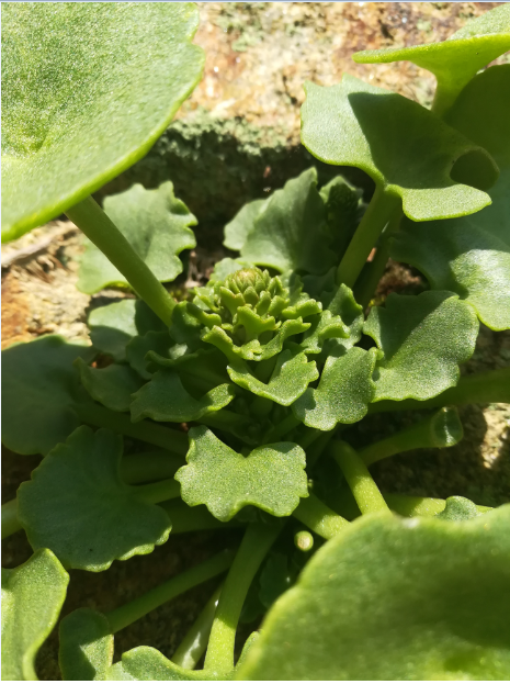 Vue generale du Nombril de Venus qui se plait bien sur les murs en pierre