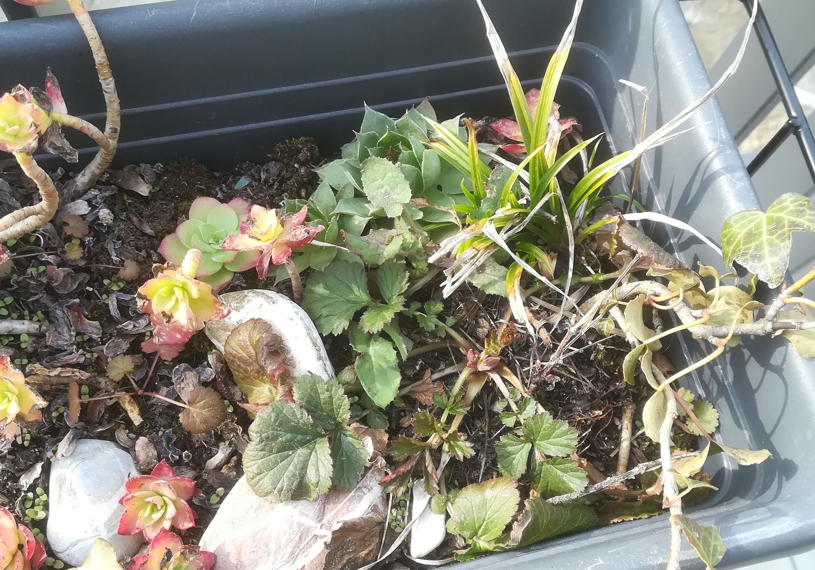 Geum urbanum dans une jardinière, parmi d'autres plantes