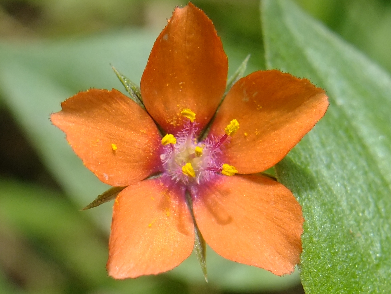 Fleur du Lysimachia arvensis vue de près