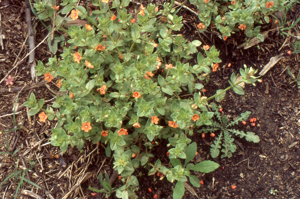 Lysimachia arvensis vue d'ensemble