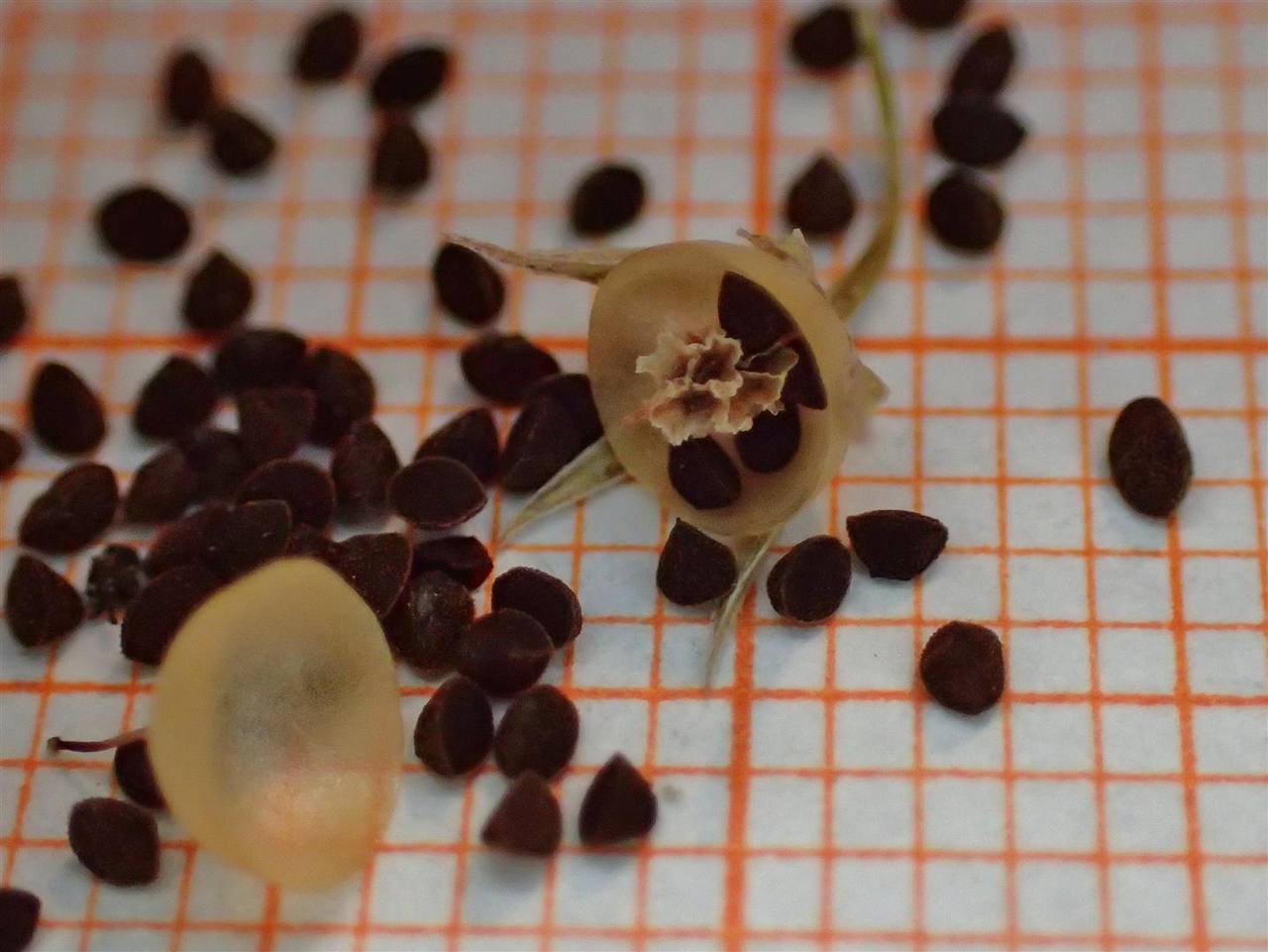 Graine et fruit du Lysimachia arvensis