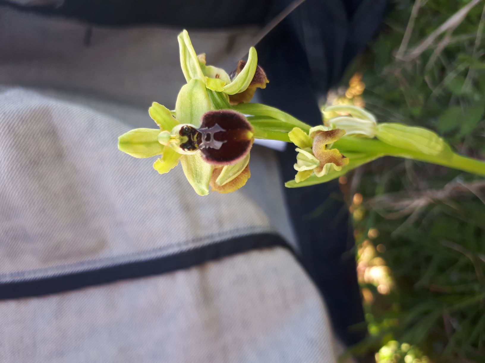 Ophrys araignée