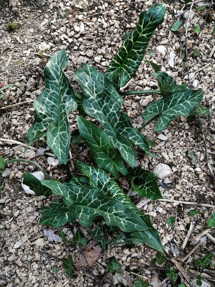 Arum italicum