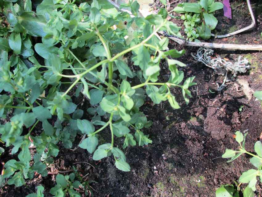 petite plante proliférante