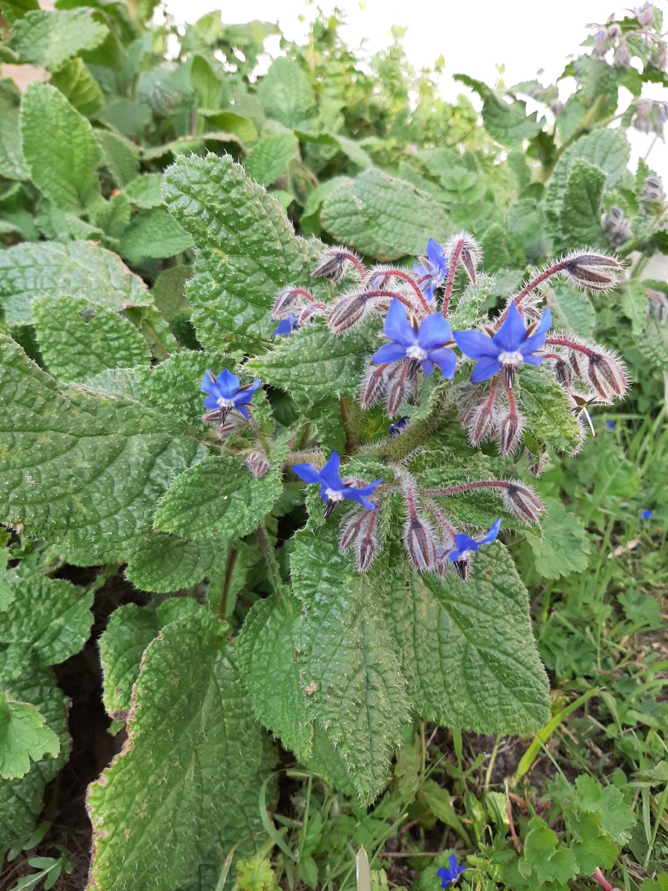 bourrache vue d'ensemble