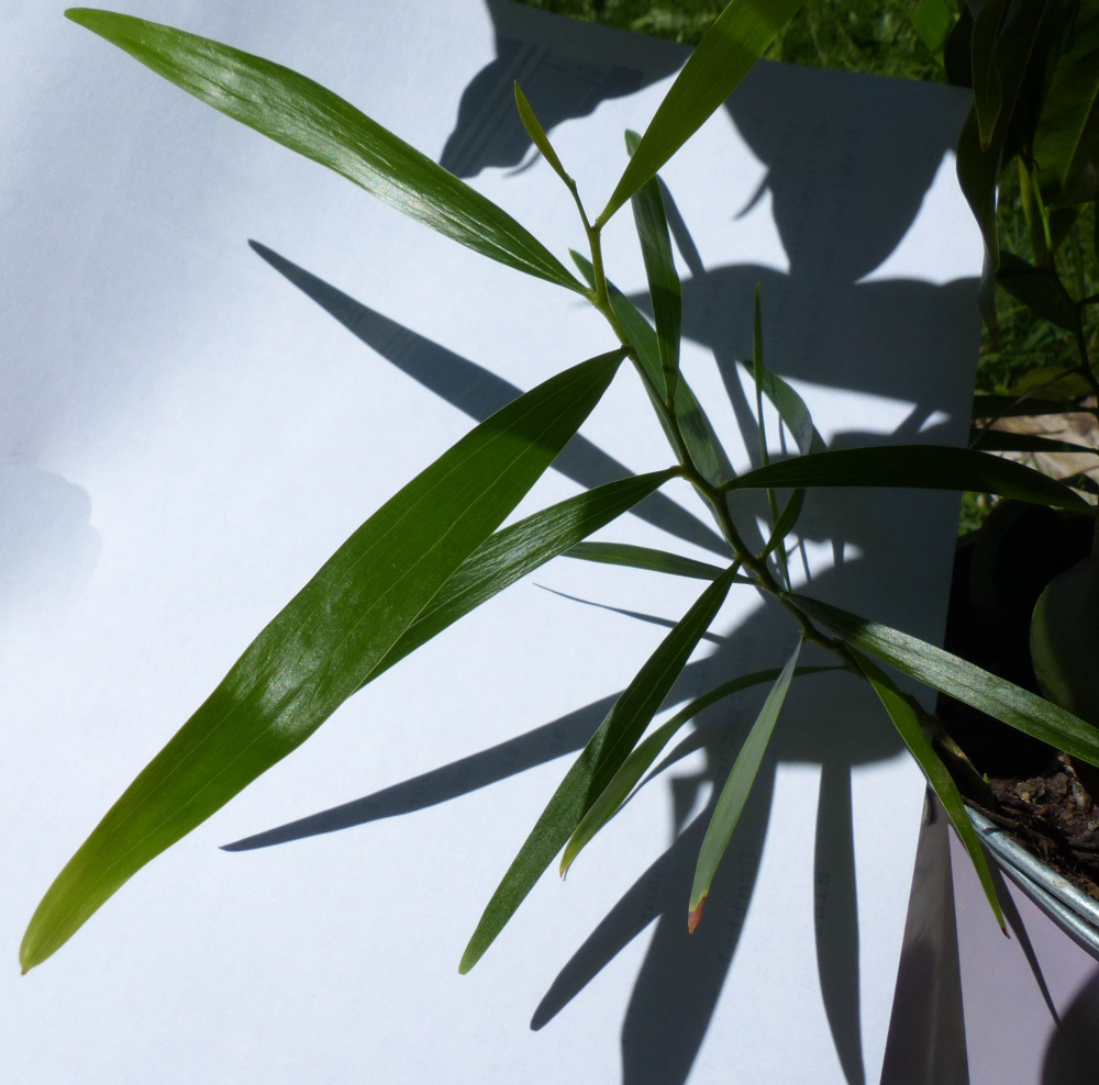 L’insertion des feuilles en étoile se répète toute les 8 feuilles.