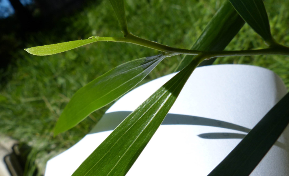 Les dernières feuilles en haut de la tige