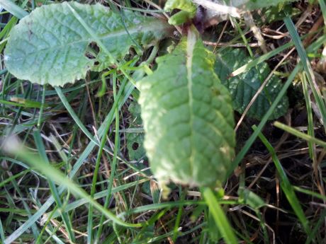 Feuille de la primevère