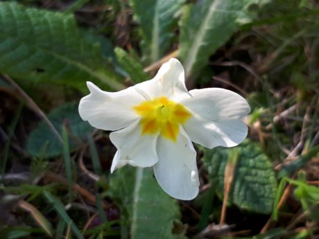 Fleur de la primevère. Centre jaune soutenu, extérieur jaune pâle.