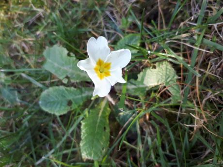 Vue d'ensemble de la primevère