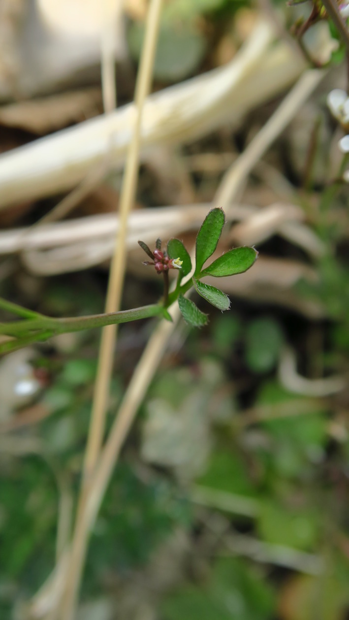 Feuille sur la tige principale