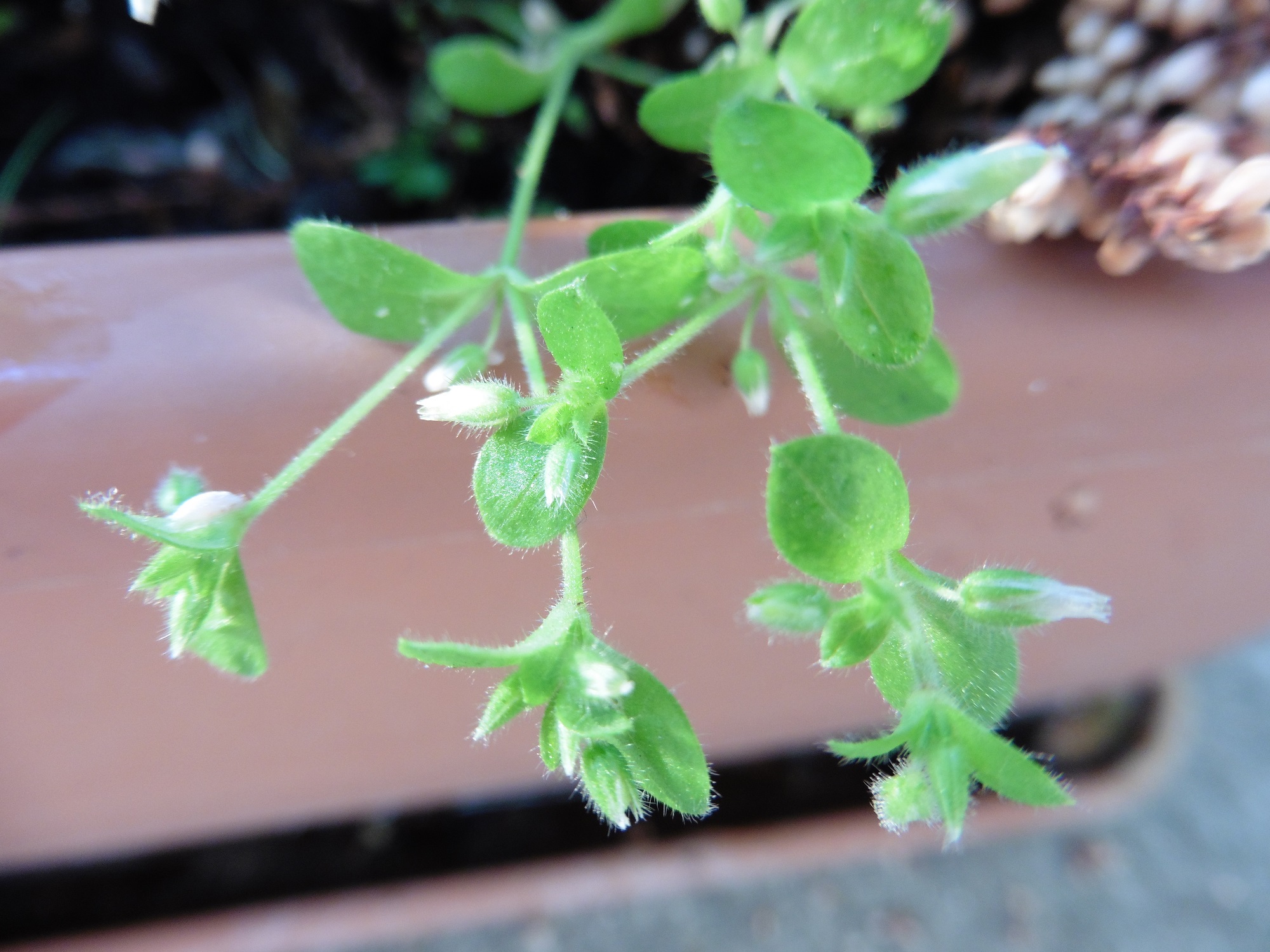 Spourier, mouron ou céraiste ?