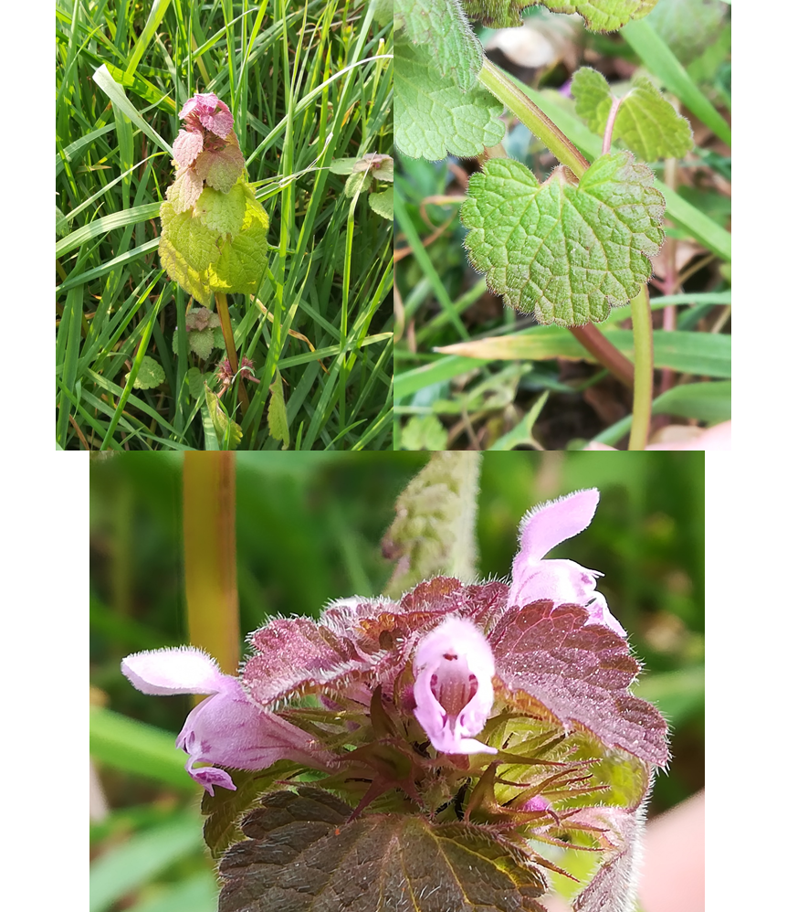 Photos de Lamier pourpre