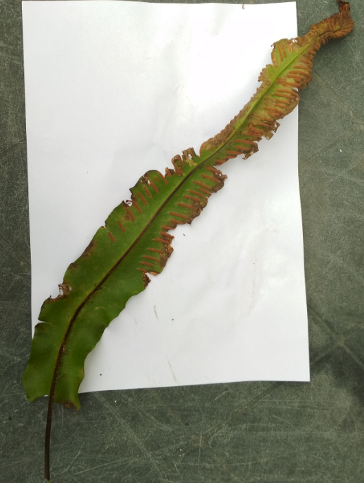 Fronde abîmée d'une Asplenium scolopendrium