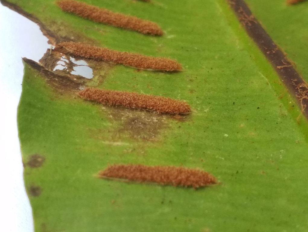 Sores d'une Asplenium scolopendrium