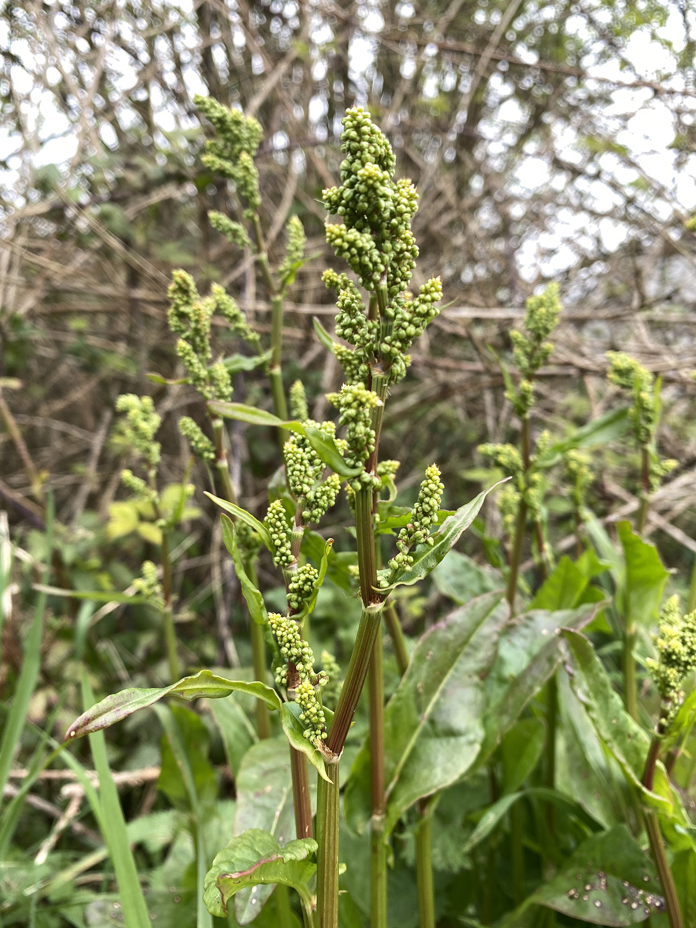 rumex 3