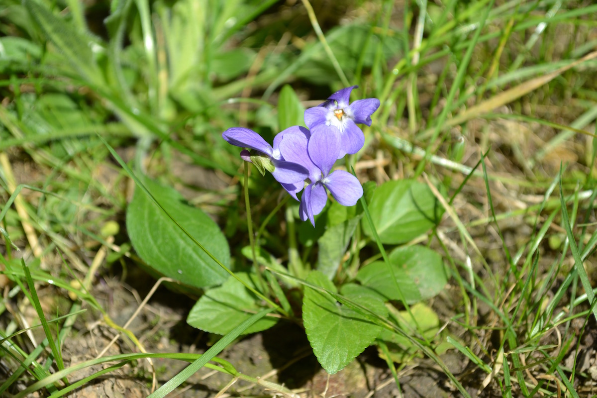 violette vue d'ensemble