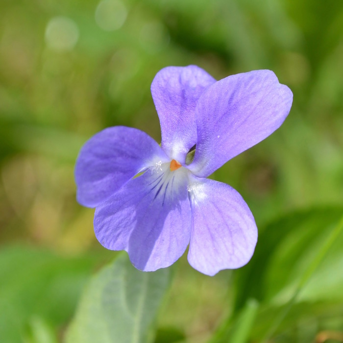 Violette - Fleur vue de face
