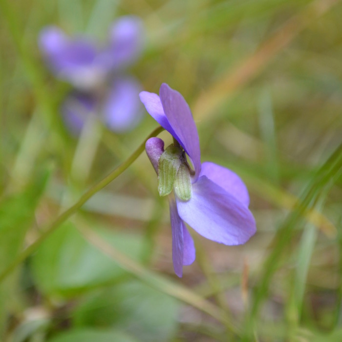 Violette - vue de profil