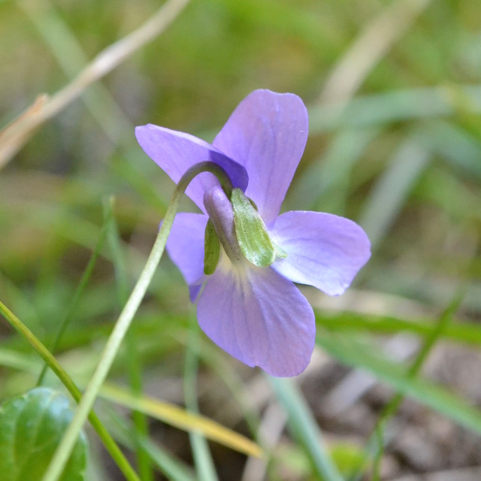 Violette - Vue 3/4 arrière