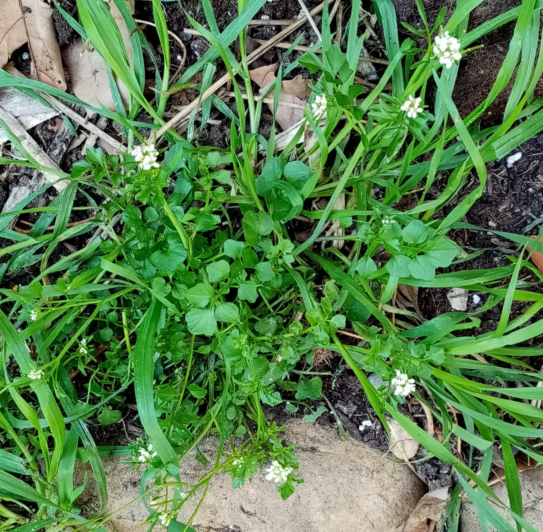 Cardamine