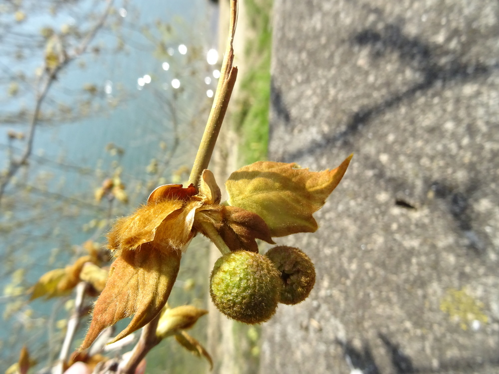 fruits verts - branche