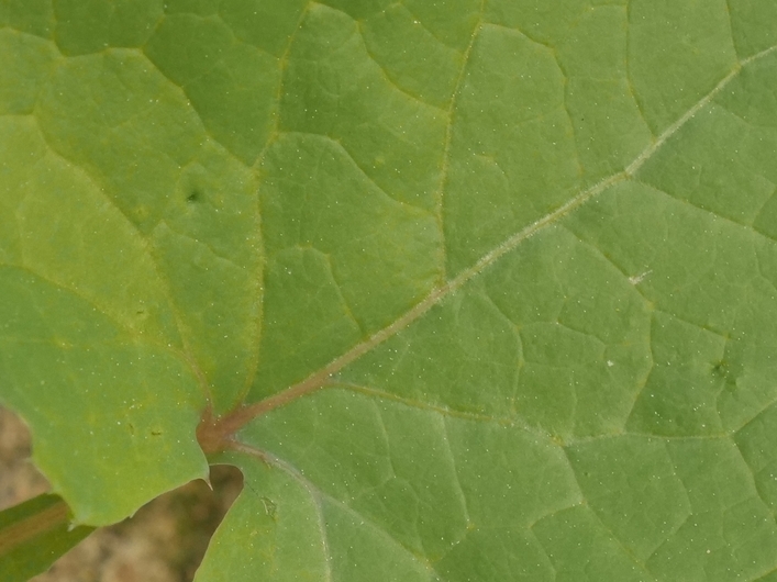 Endroit feuilles hautes ZOOM