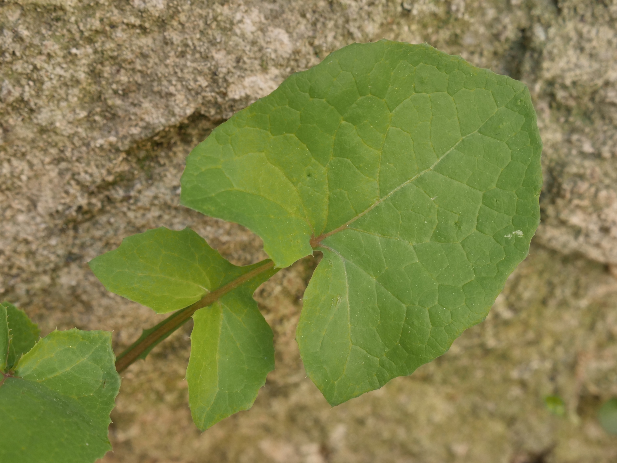 Endroit feuilles hautes