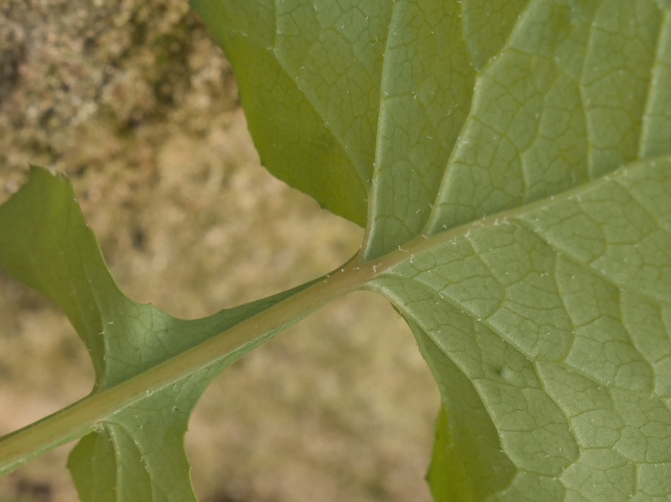 Envers feuilles hautes ZOOM