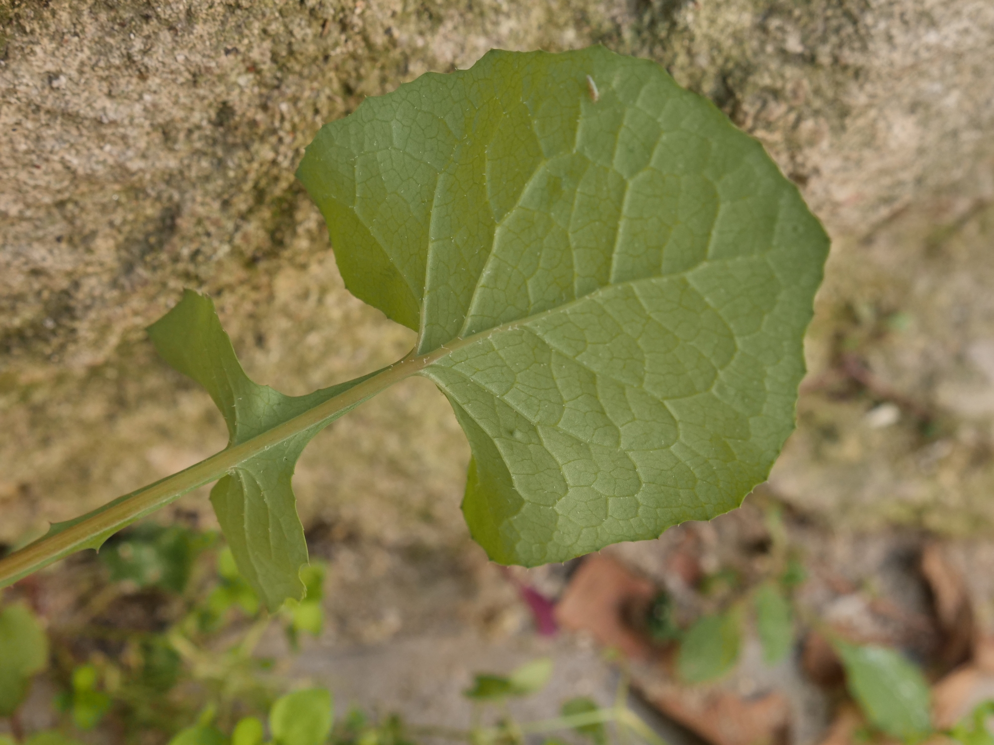 Envers feuilles hautes