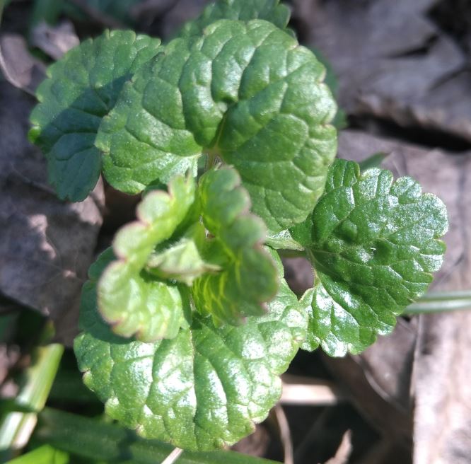 feuilles sur la tige