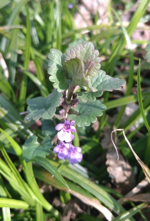 Vue de la plante entière