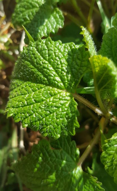 melisse et ses poils