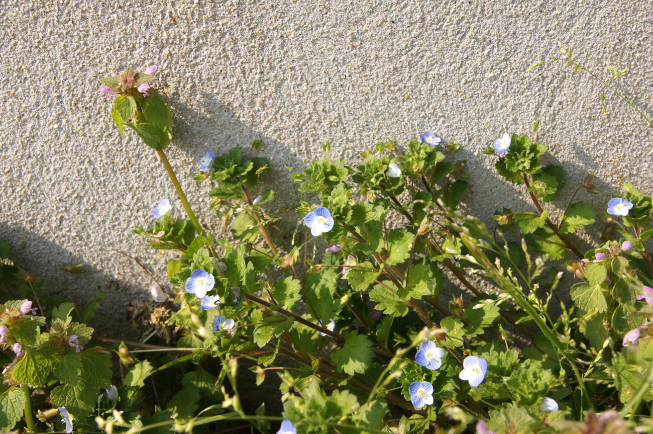 véronique plante entière