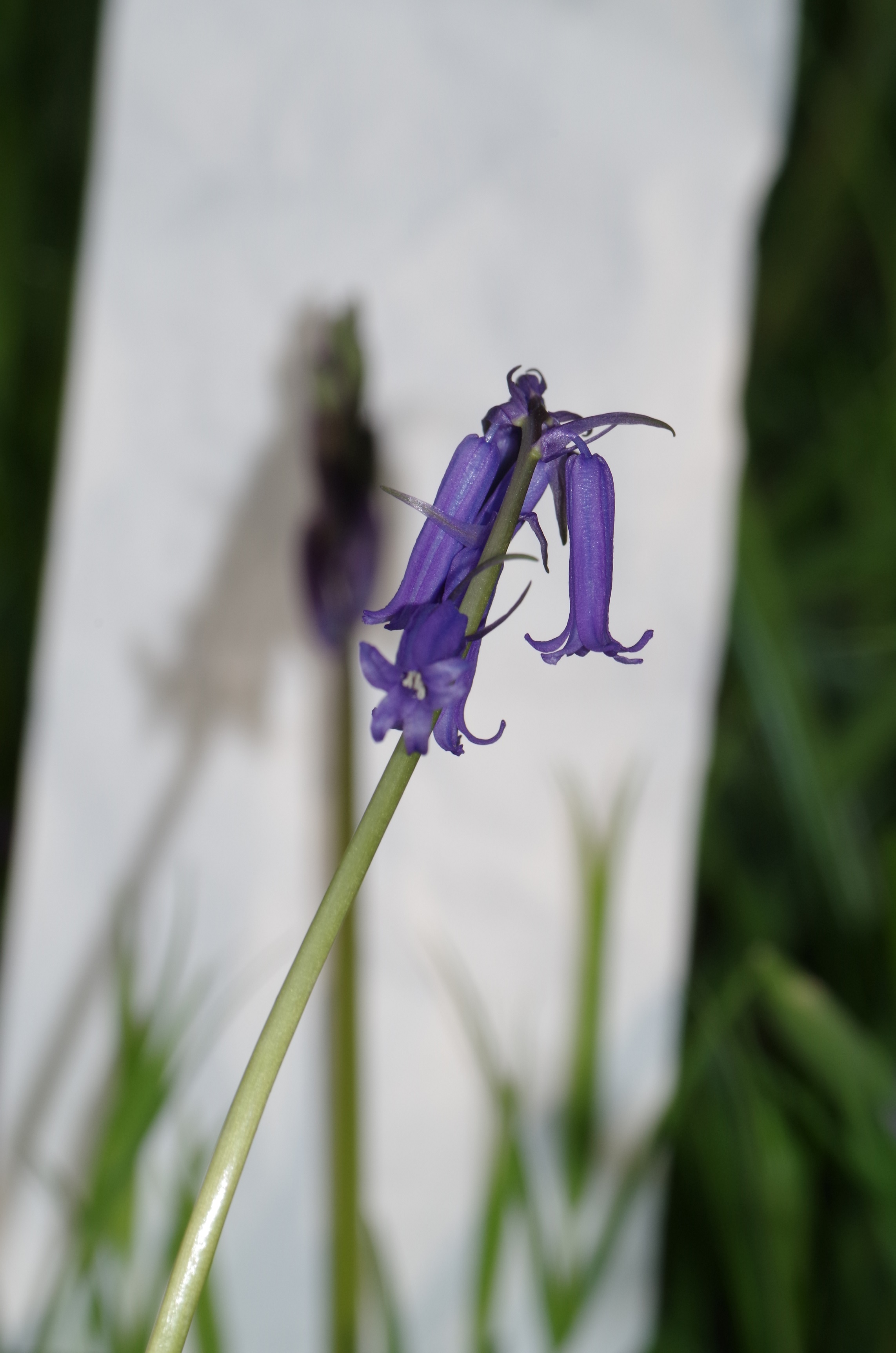 Fleur de jacinthe des bois 2