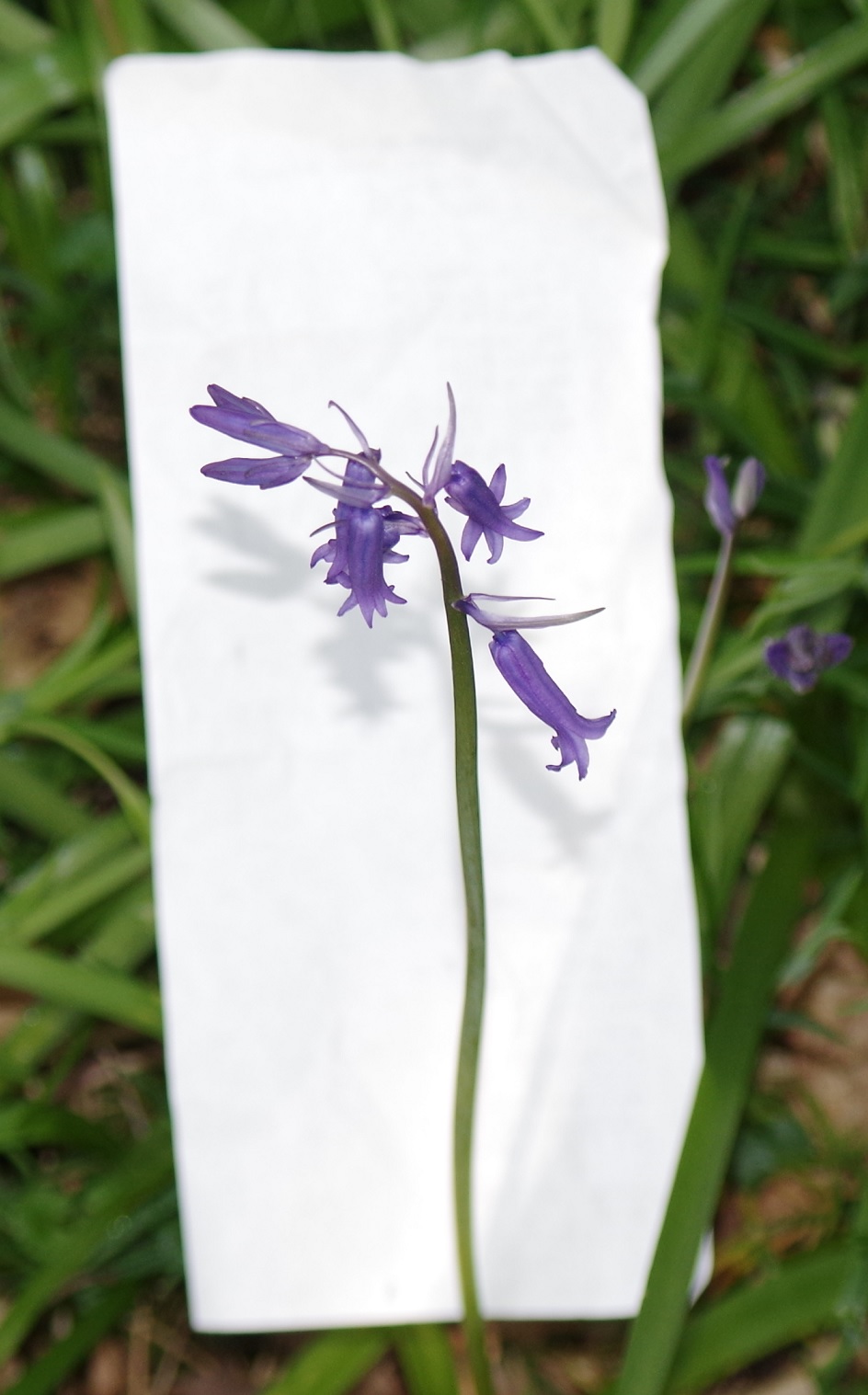 Fleur de jacinthe des bois