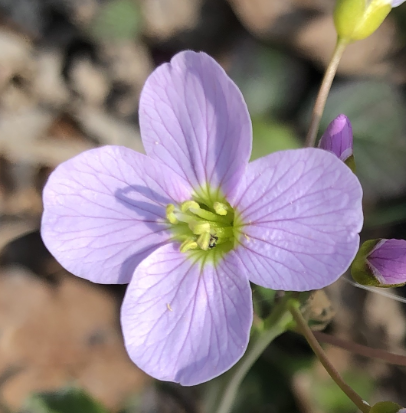 Cardamine vue dessus fleur