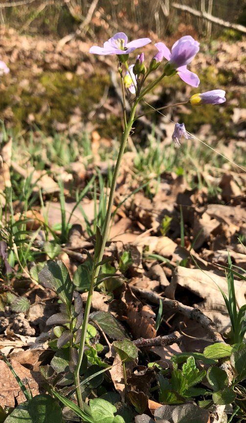 Cardamine vue générale