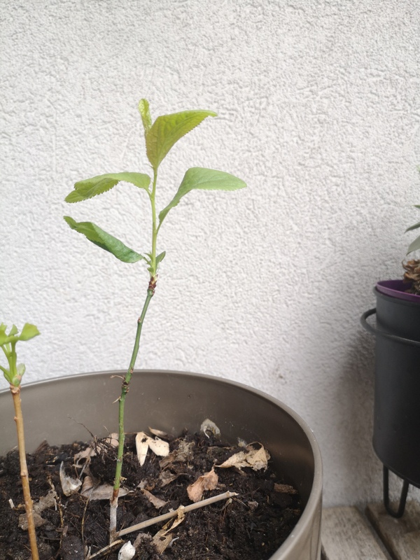 Cette plante est apparue dans un pot de fleur de mon balcon l'année dernière, donc il a deux ans maintenant. Elle ressemble beaucoup à un arbre, mais j'ignore le nom, donc j'attends des sujétions de vos parts. Mesure 22 cm, la partie du tige est marron jusqu'à 4 cm, entre 4cm et 13cm il y a une partie sans feuilles, mais vertes. Les feuilles vertes apparaissent à partir de 13cm jusqu'à 22.