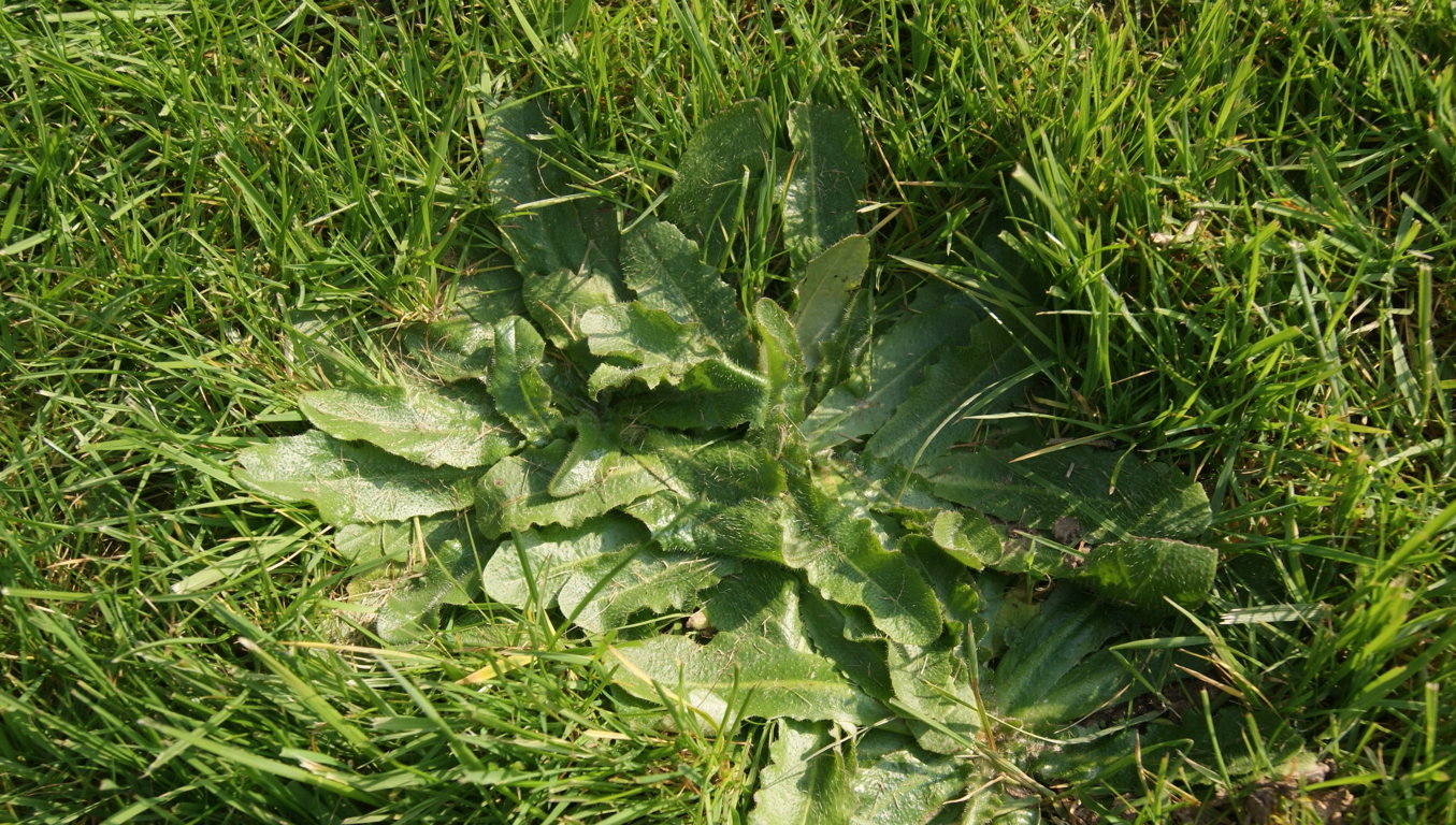Plante herbacée aux feuilles en verticille, oblongue à ovale, dentées et poilues