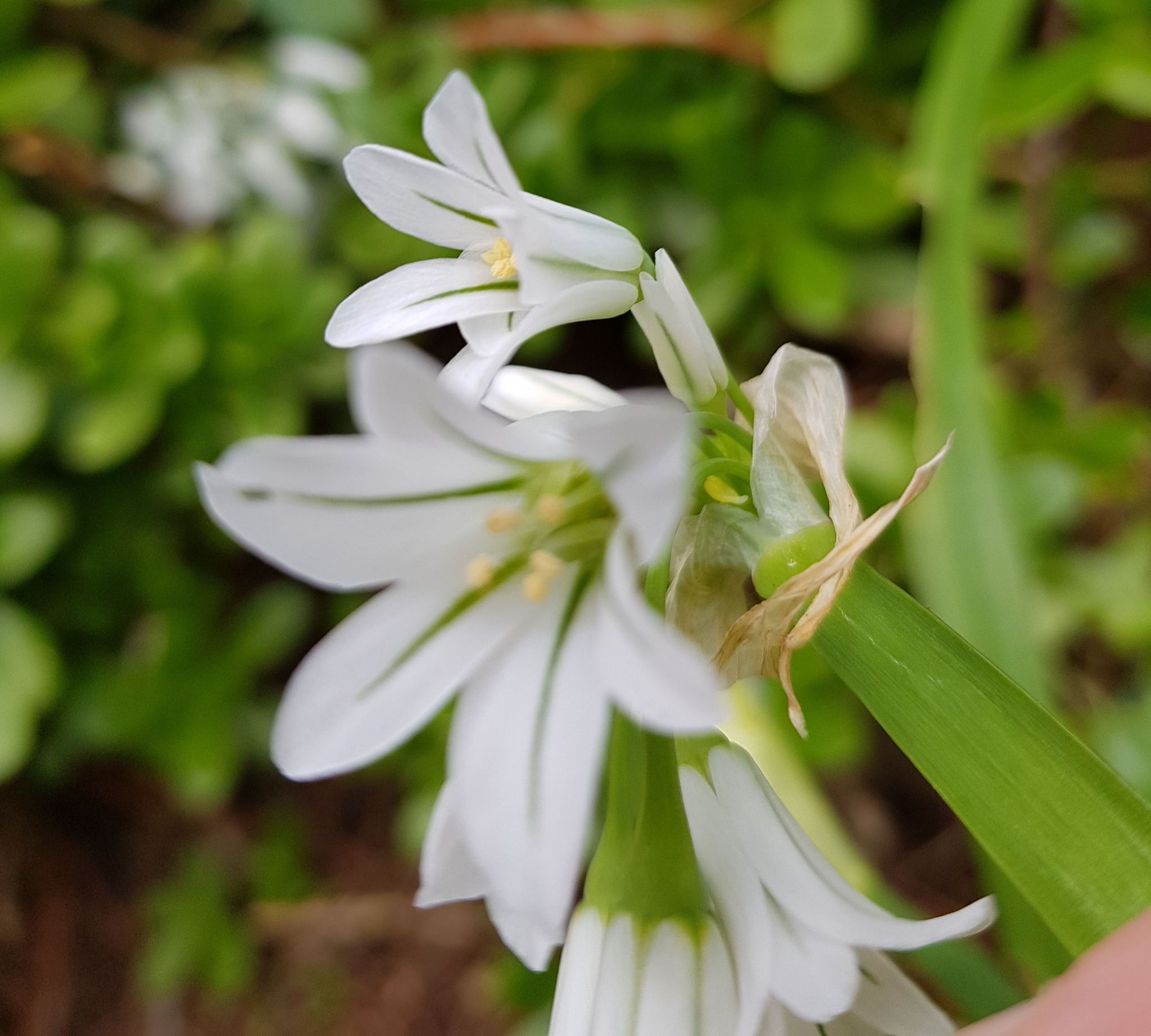 détail de l'inflorescence