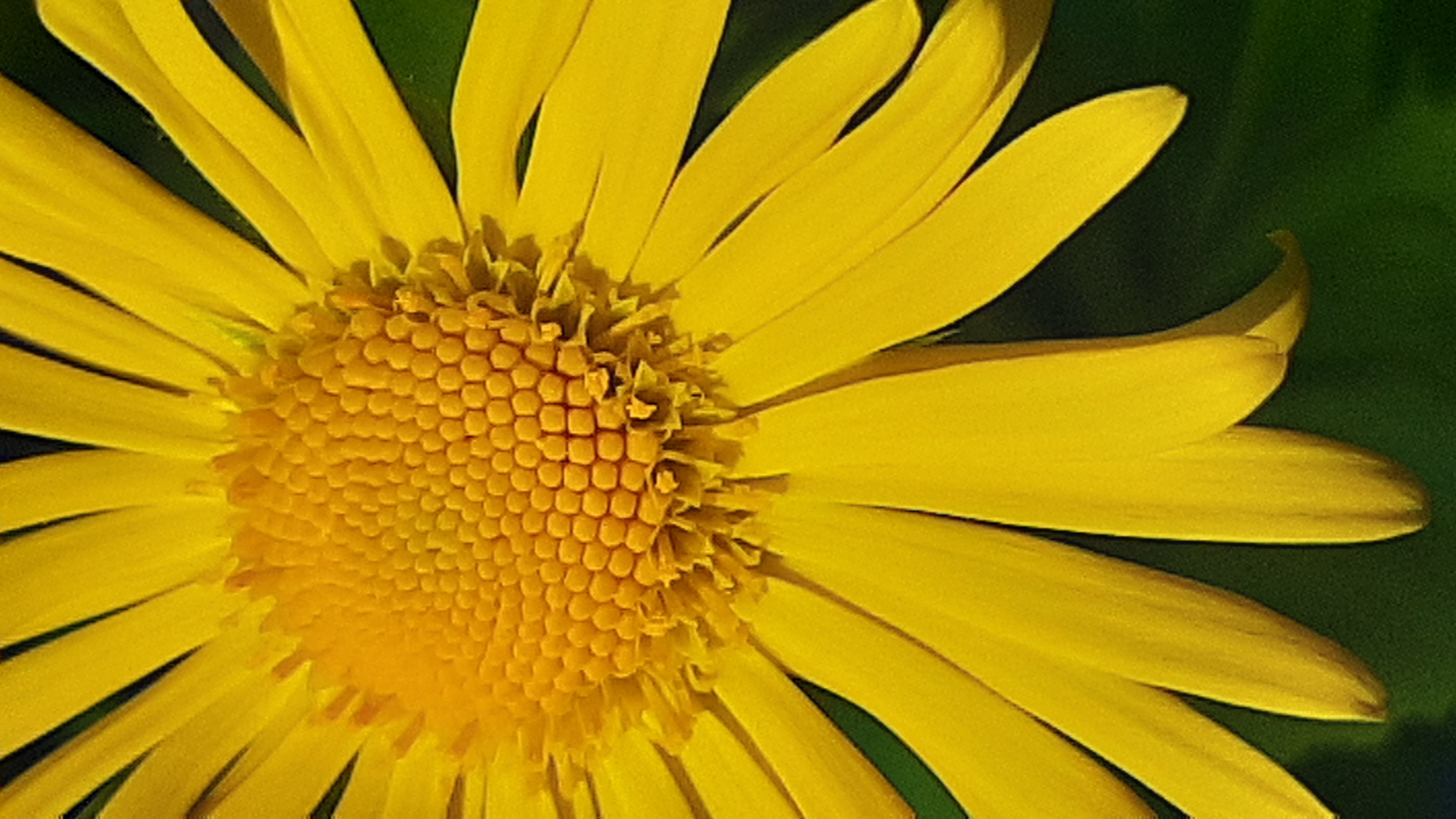 inflorescence avec fleurs ligulées et fleurs tubulées