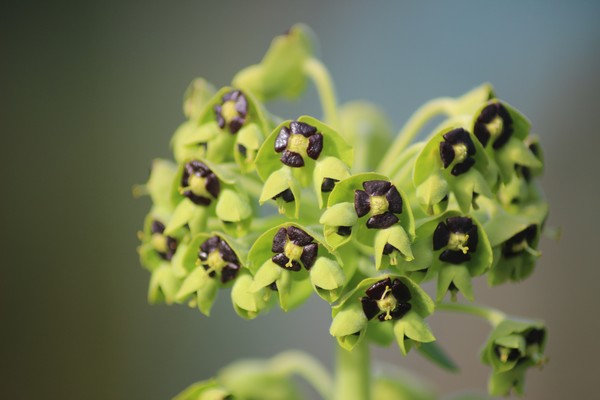 euphorbe chariacas 1