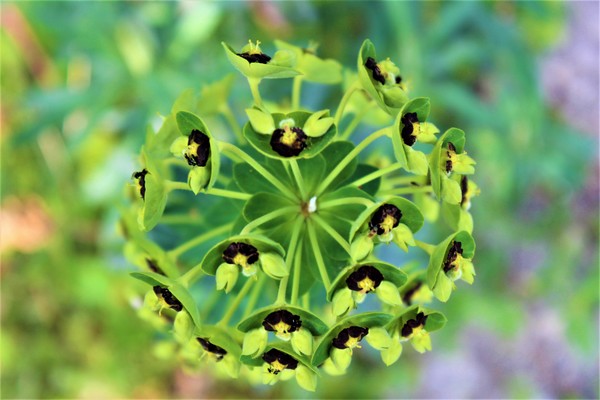 euphorbe chariacas 2