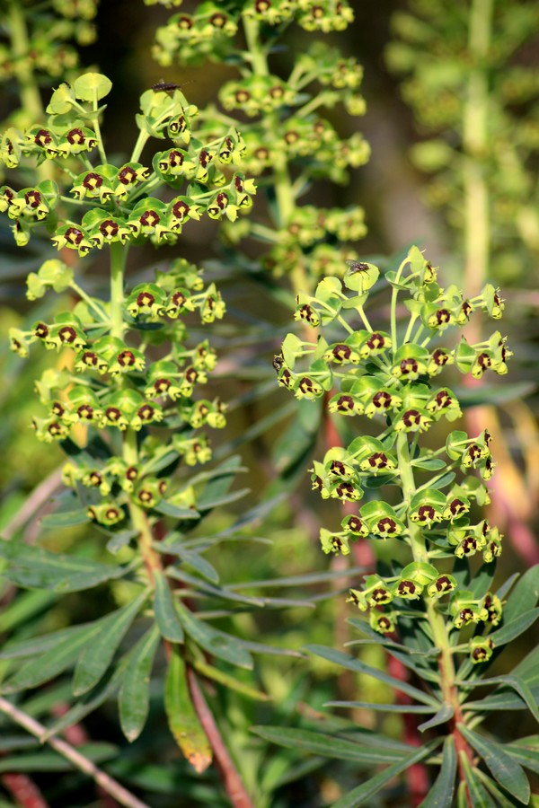 euphorbe chariacas 3